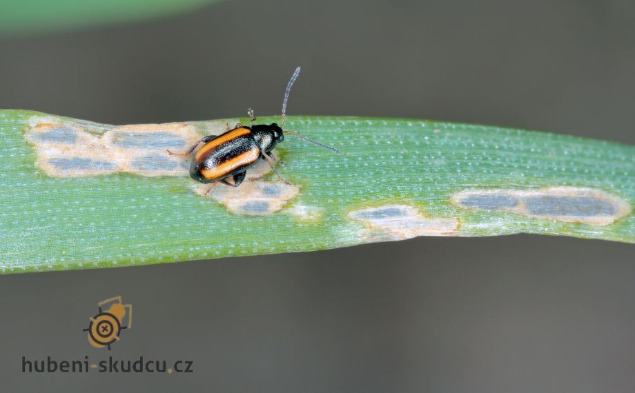 Dřepčík obilní Phyllotreta vittula